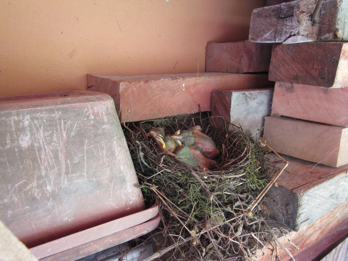 Clay-colored Thrush - ML616692716