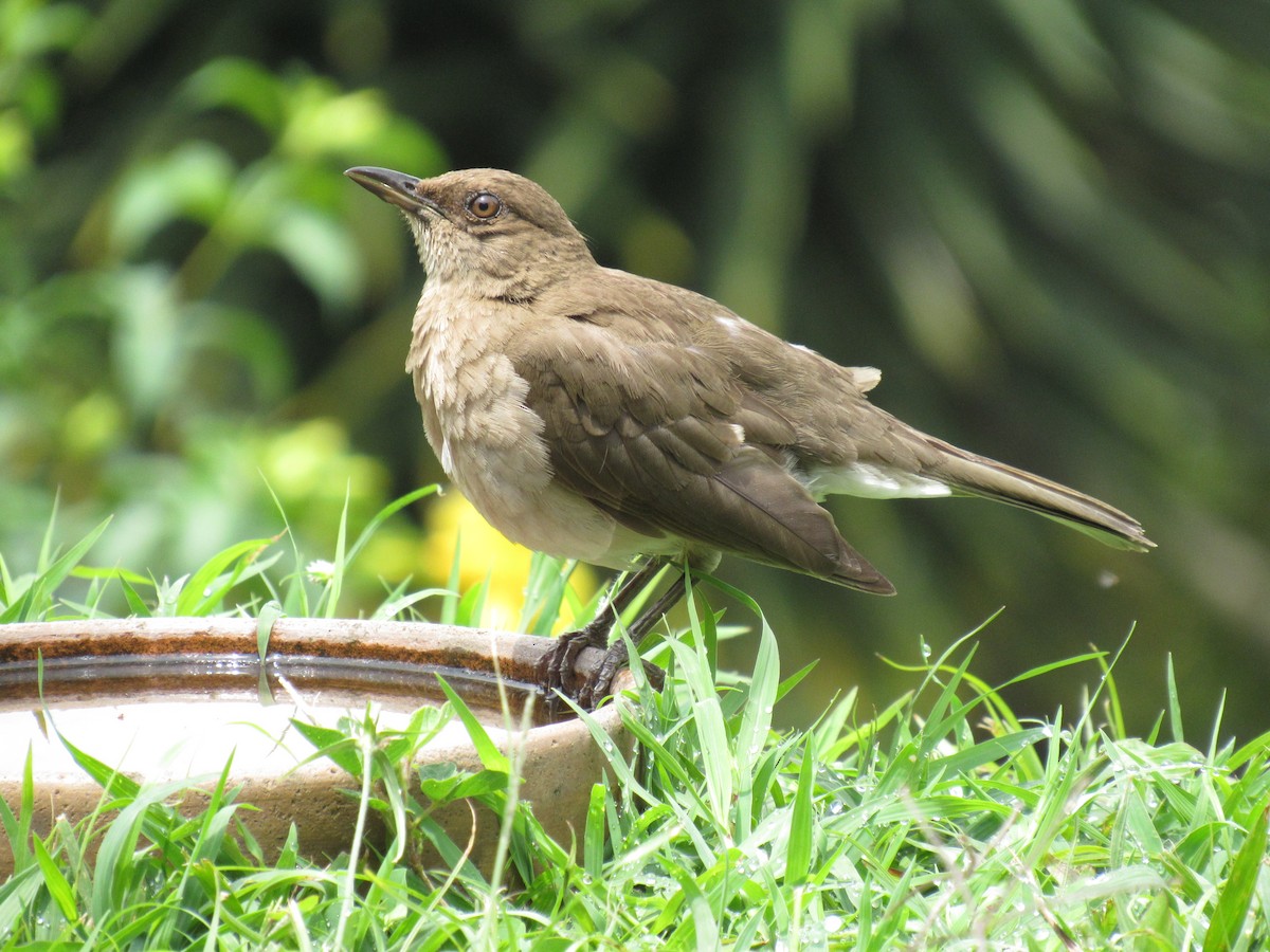 Black-billed Thrush - ML616692735