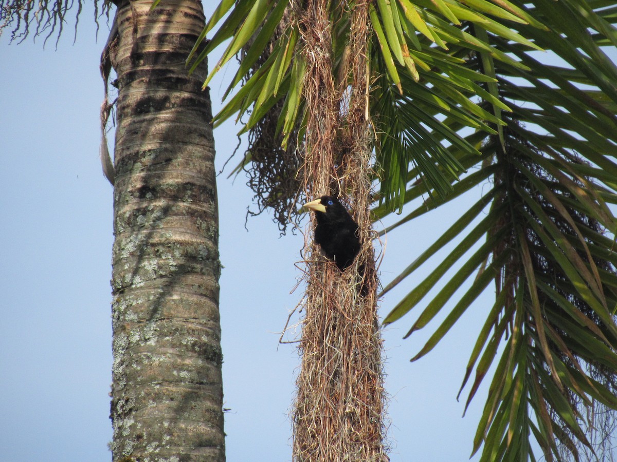 Crested Oropendola - ML616692755