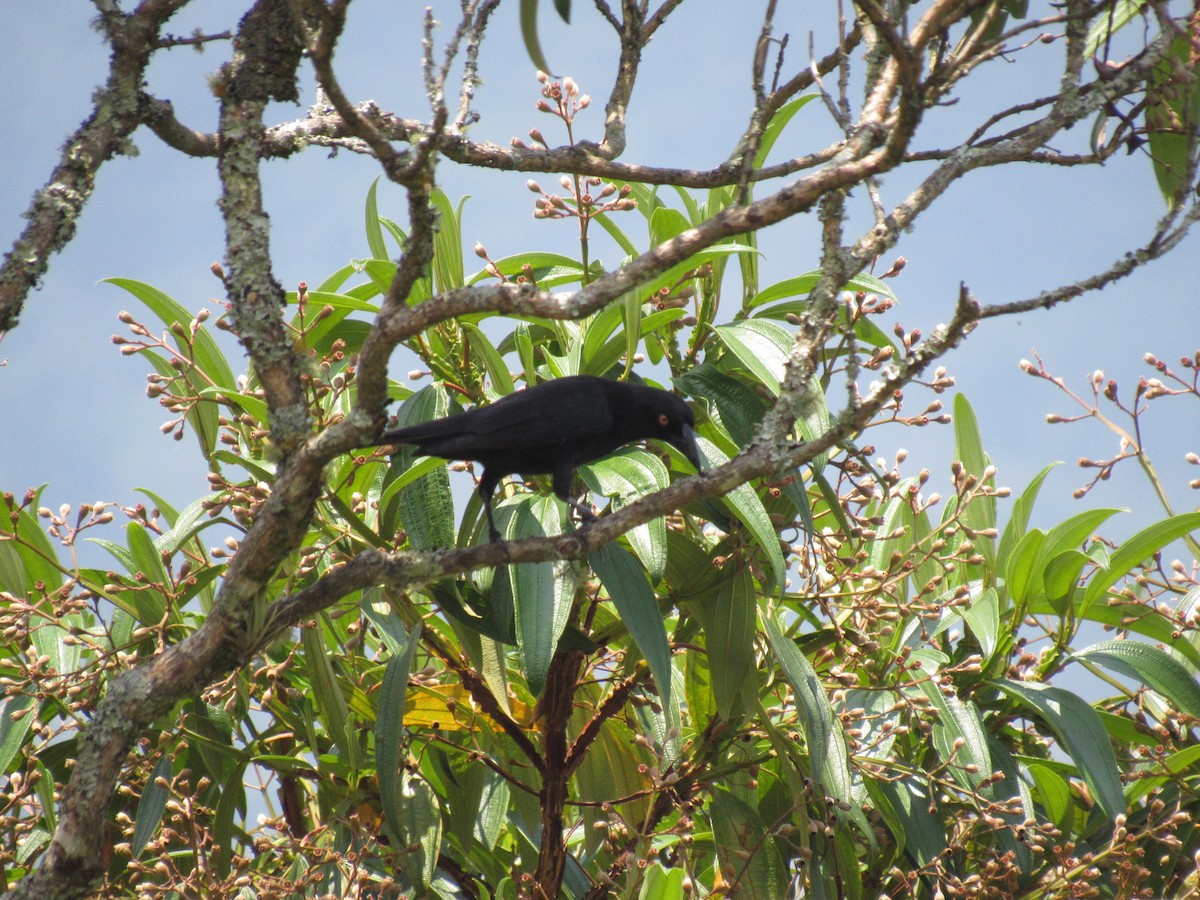 Giant Cowbird - ML616692768