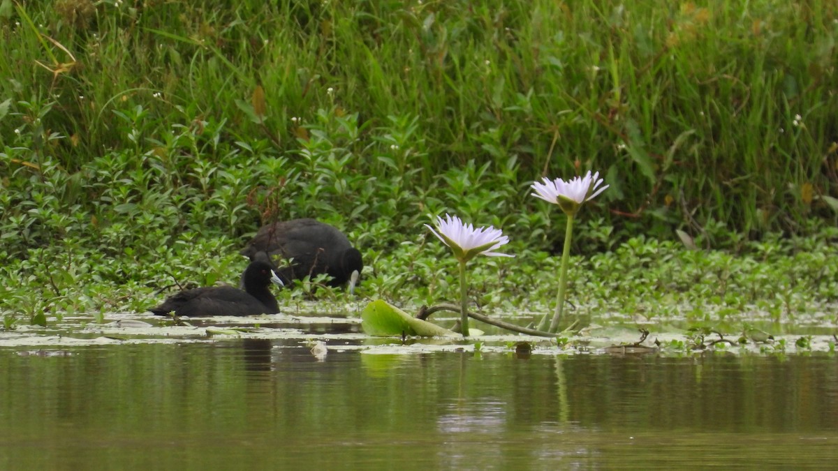 Eurasian Coot - ML616692781