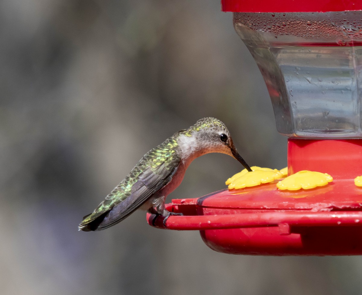 Black-chinned Hummingbird - ML616692784