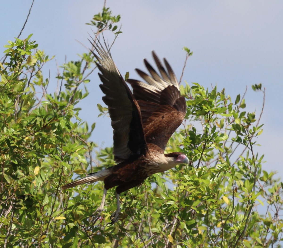 Crested Caracara - ML616692785