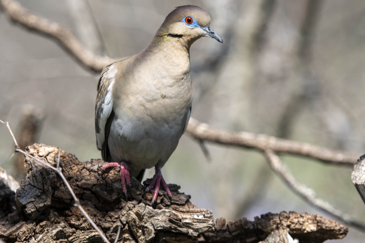 White-winged Dove - ML616692792