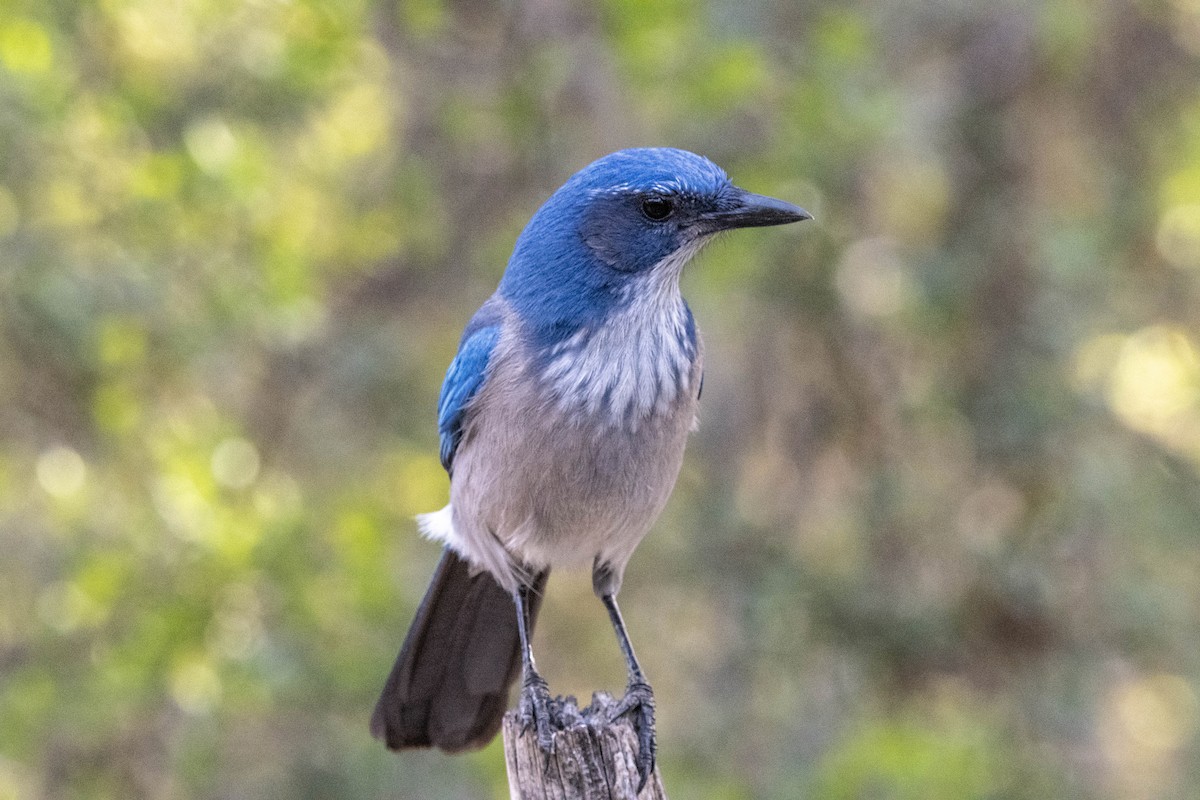 Woodhouse's Scrub-Jay - ML616692817