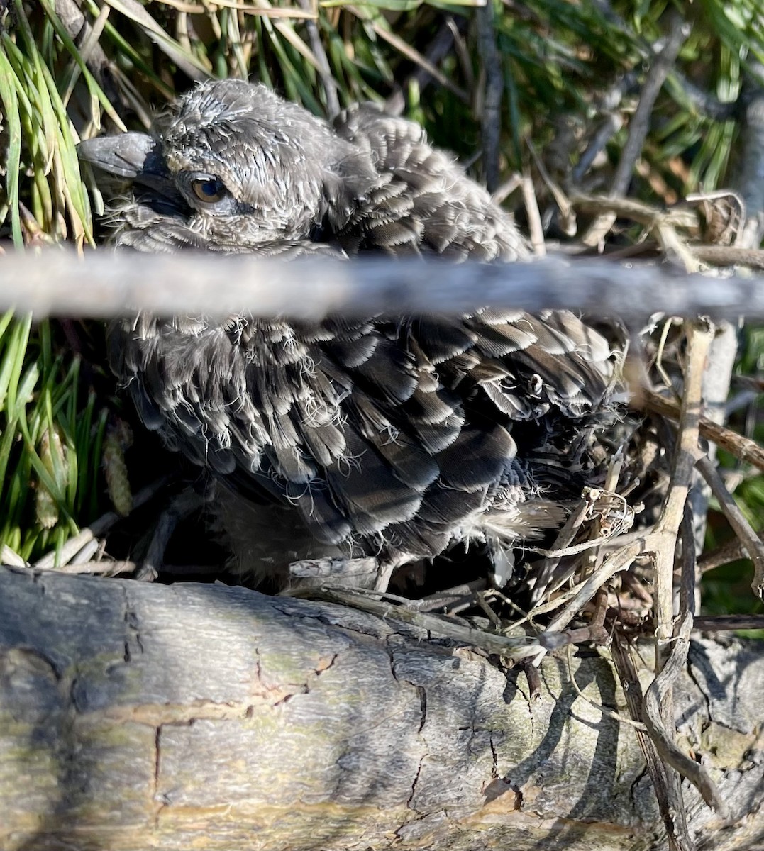 Mourning Dove - Anonymous