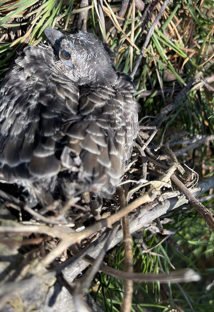 Mourning Dove - Anonymous