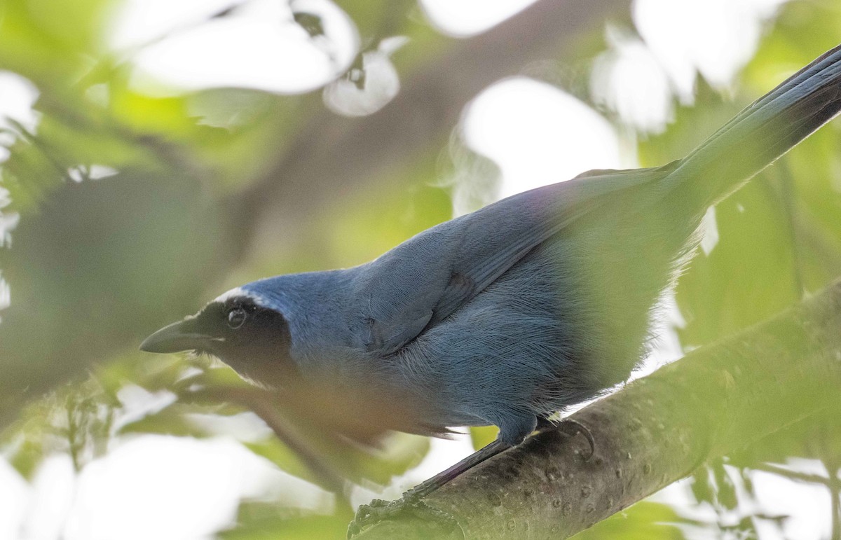 White-collared Jay - Philip Reimers