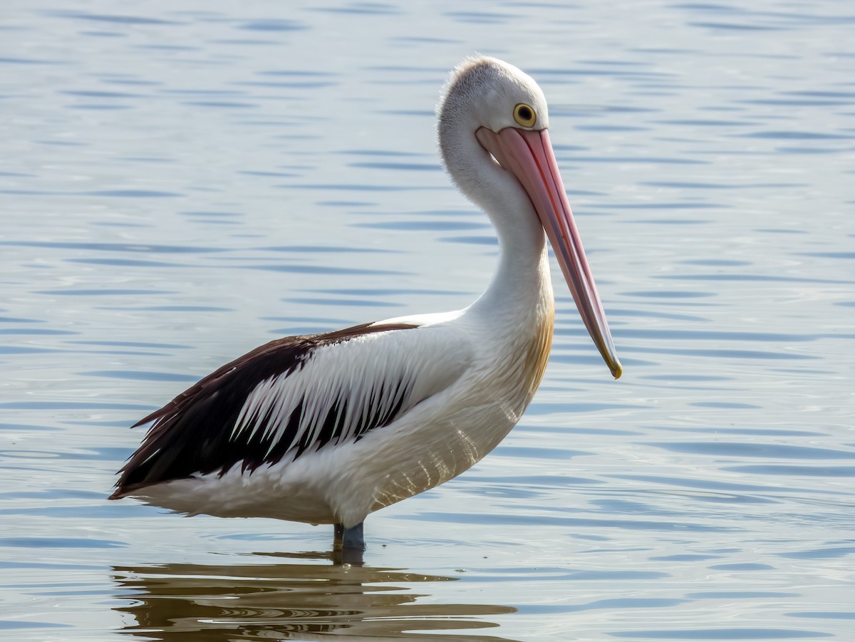 pelikán australský - ML616692894
