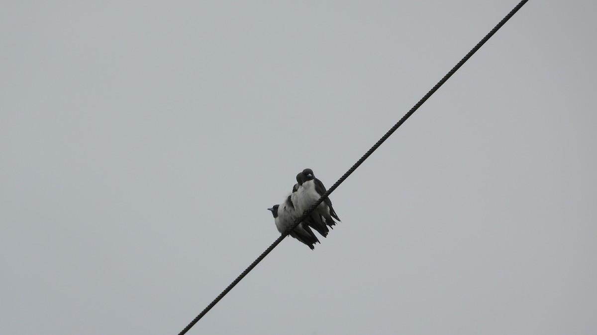 White-breasted Woodswallow - Greg and Georgie Shaw