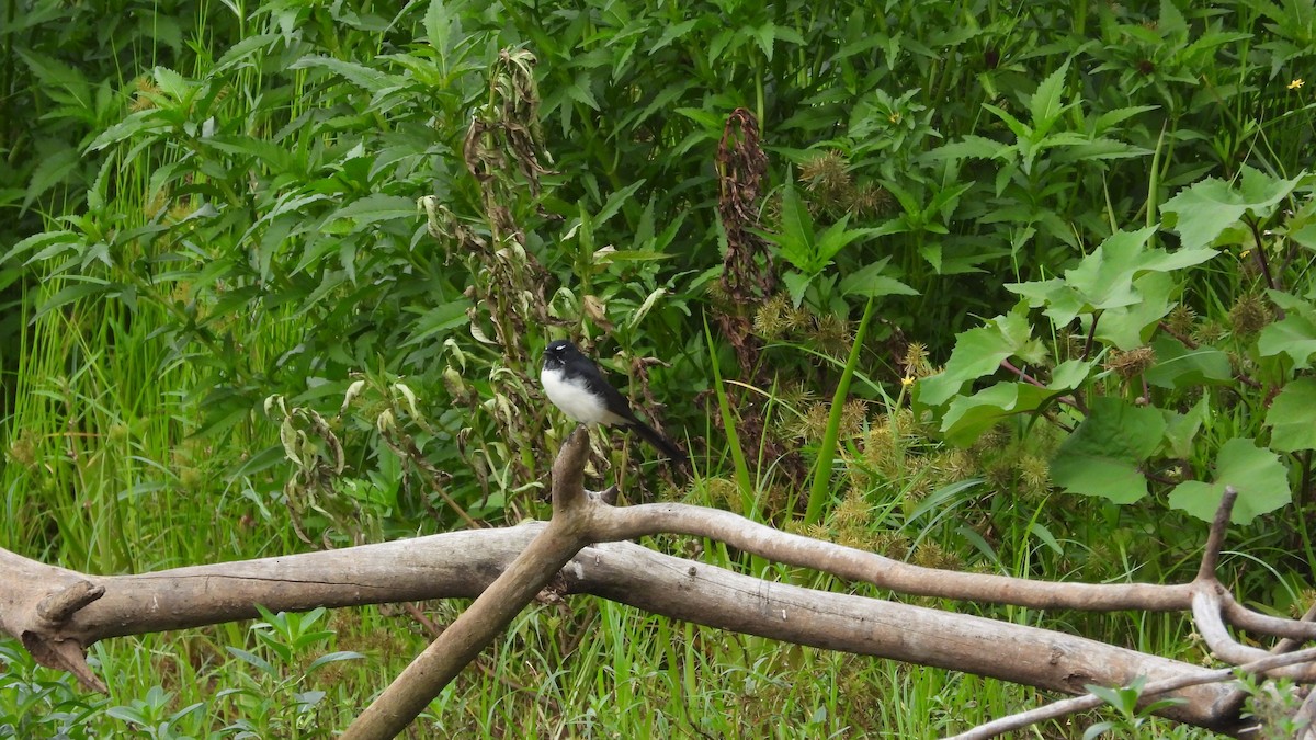 Willie-wagtail - Greg and Georgie Shaw