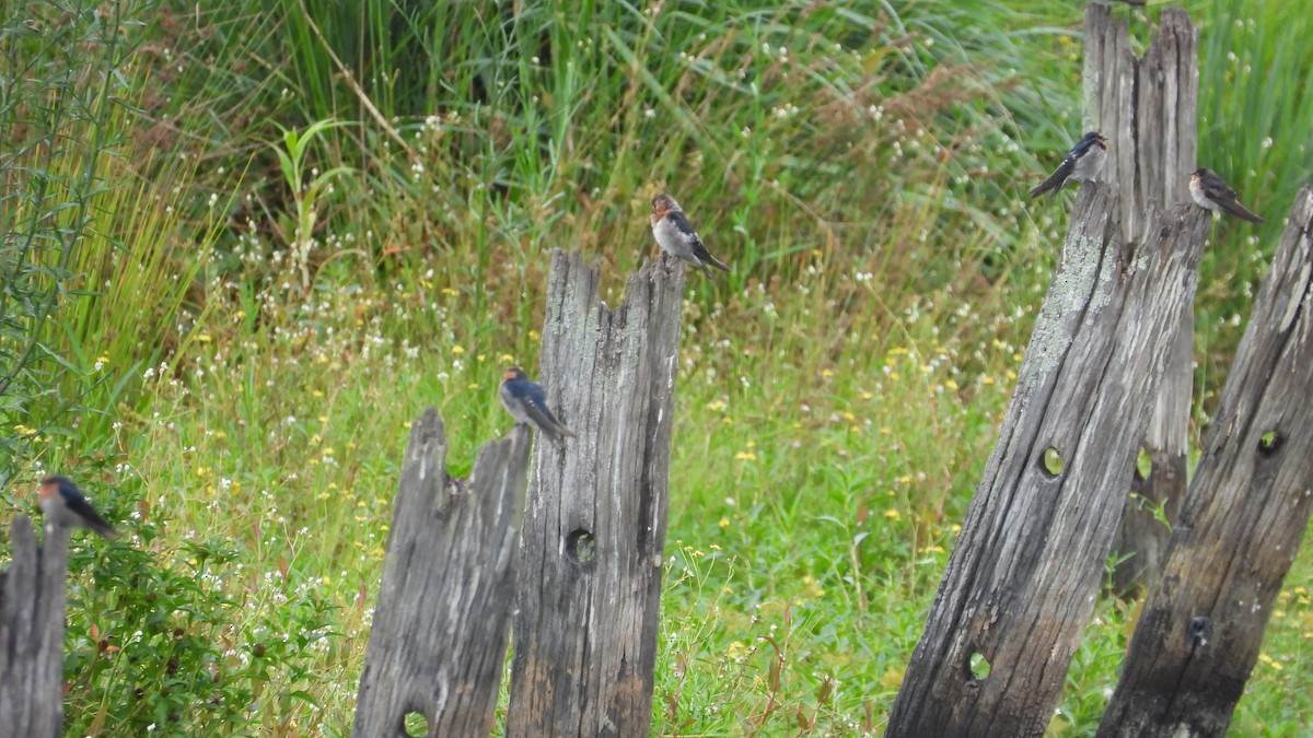 Golondrina Australiana - ML616692926