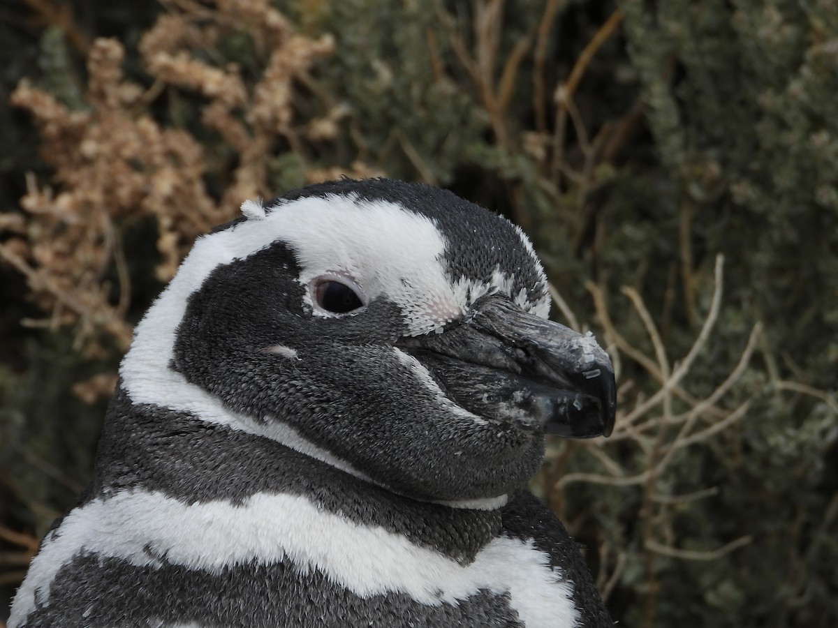 Magellanic Penguin - Más Aves