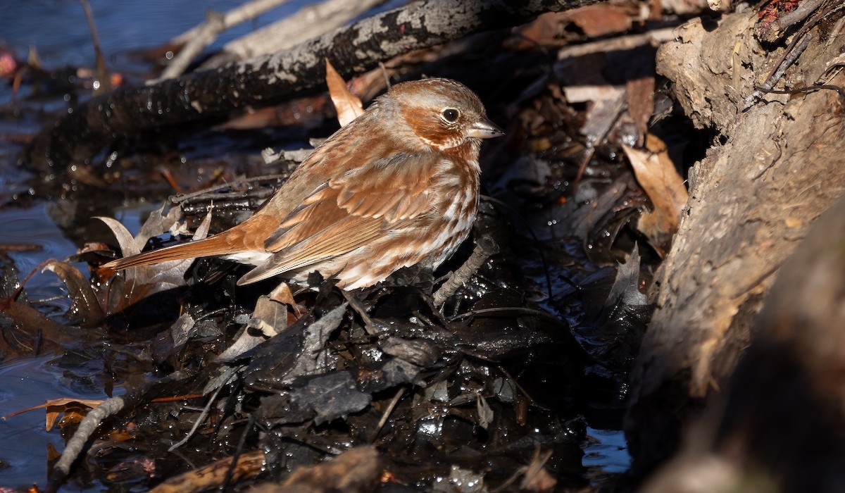 Fox Sparrow - ML616693057