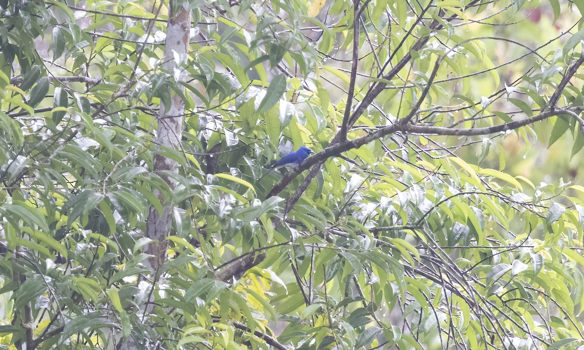 Short-crested Monarch - ML616693060