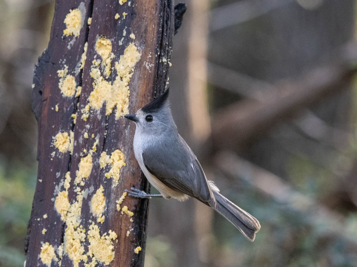 Black-crested Titmouse - ML616693071