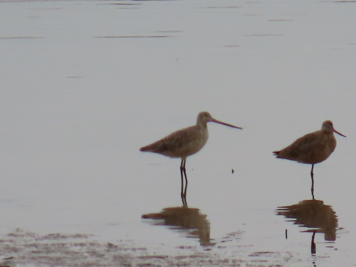 Marbled Godwit - Christine Alexander