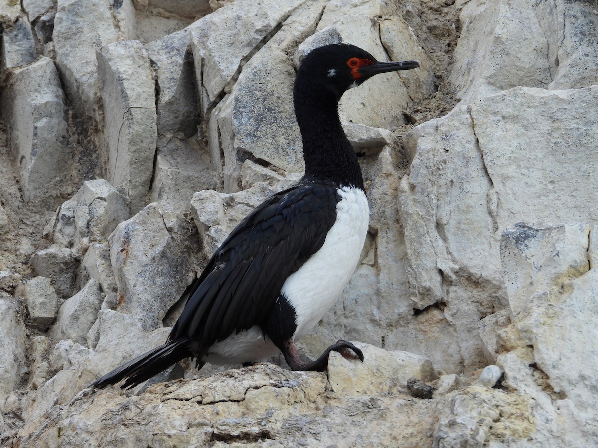 Magellanic Cormorant - Más Aves