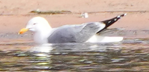 Gaviota Argéntea - ML616693217