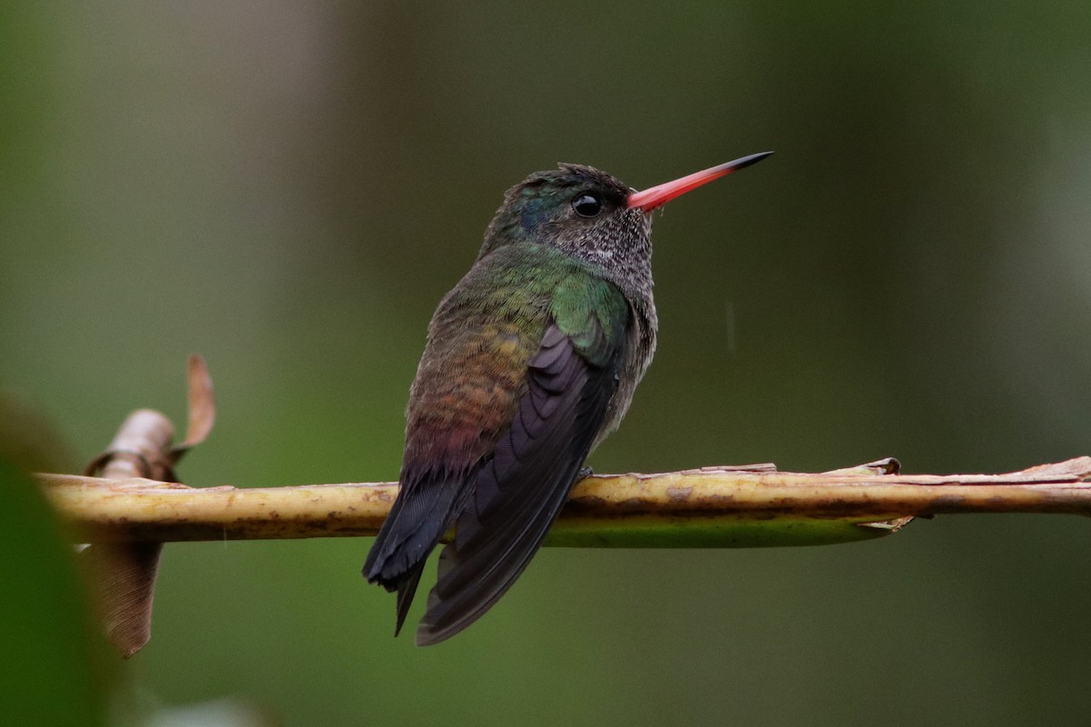 White-chinned Sapphire - ML616693228