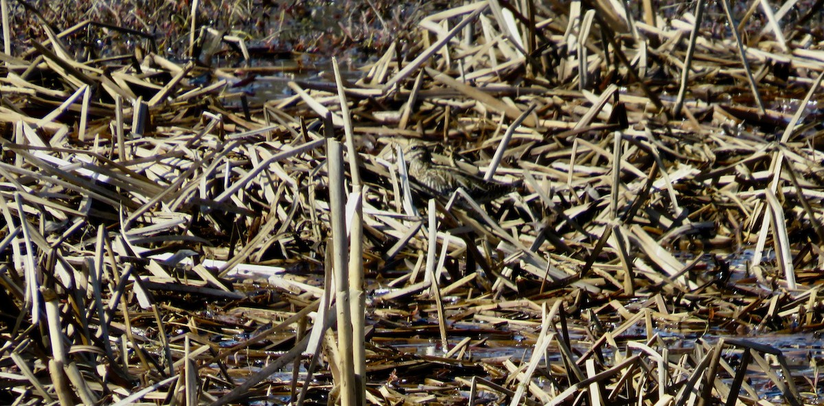 Wilson's Snipe - ML616693245