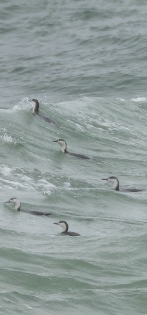 Red-throated Loon - ML616693291