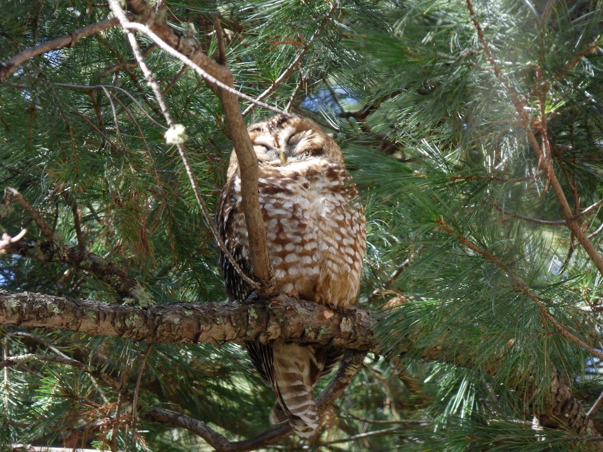 Spotted Owl - ML616693314