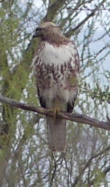 Red-tailed Hawk - Karen McKinley