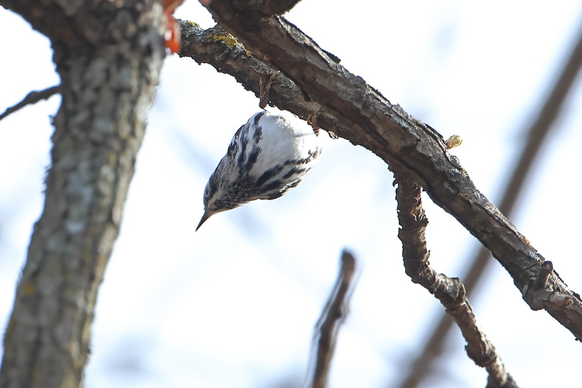 Black-and-white Warbler - ML616693332