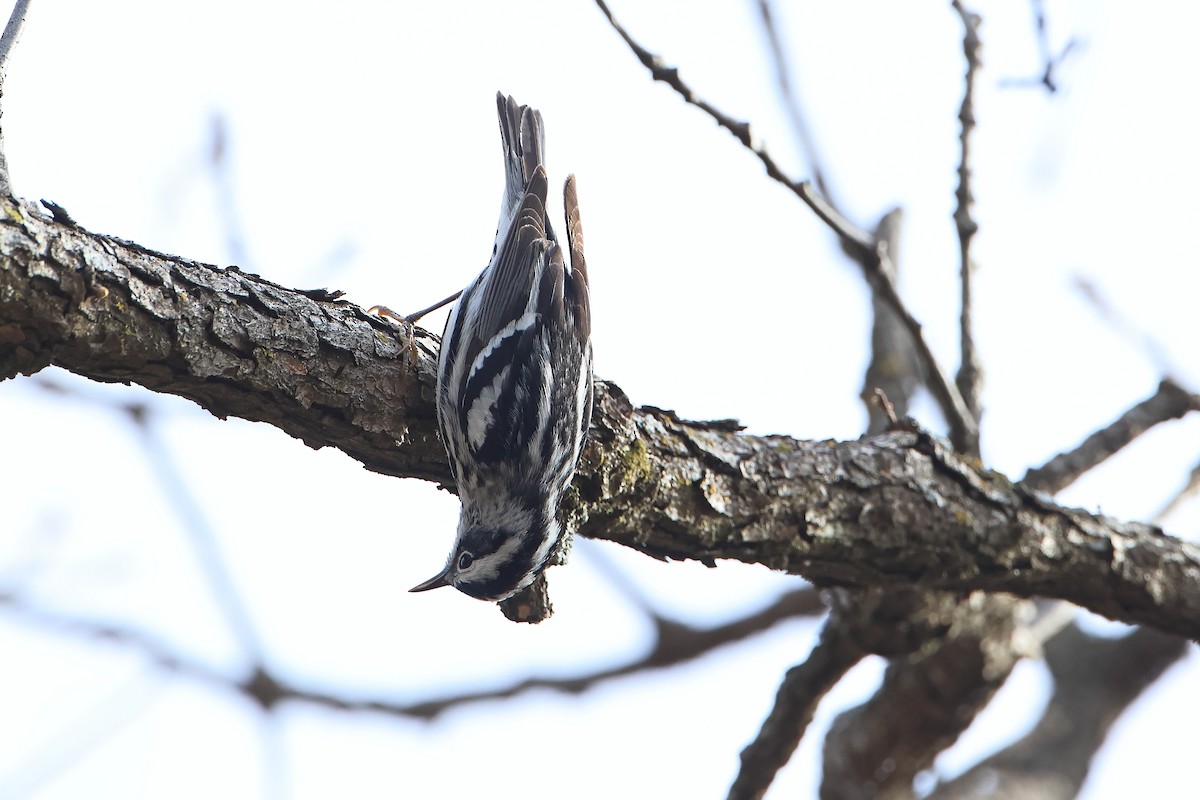 Black-and-white Warbler - ML616693350