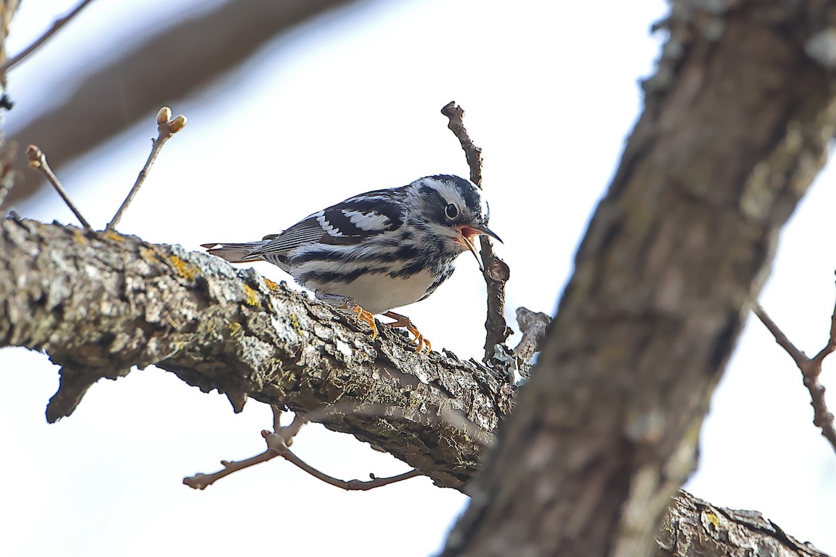 Black-and-white Warbler - ML616693362