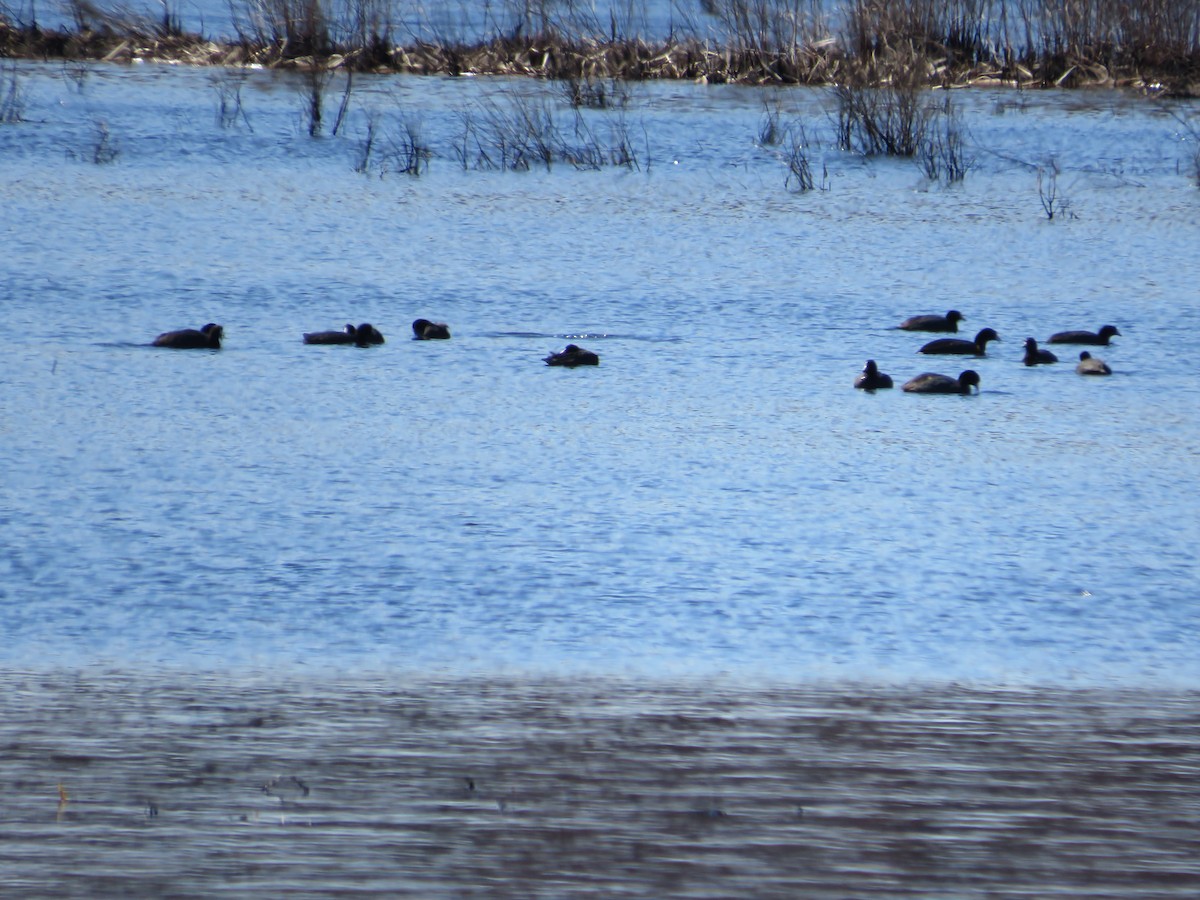 American Coot - ML616693366