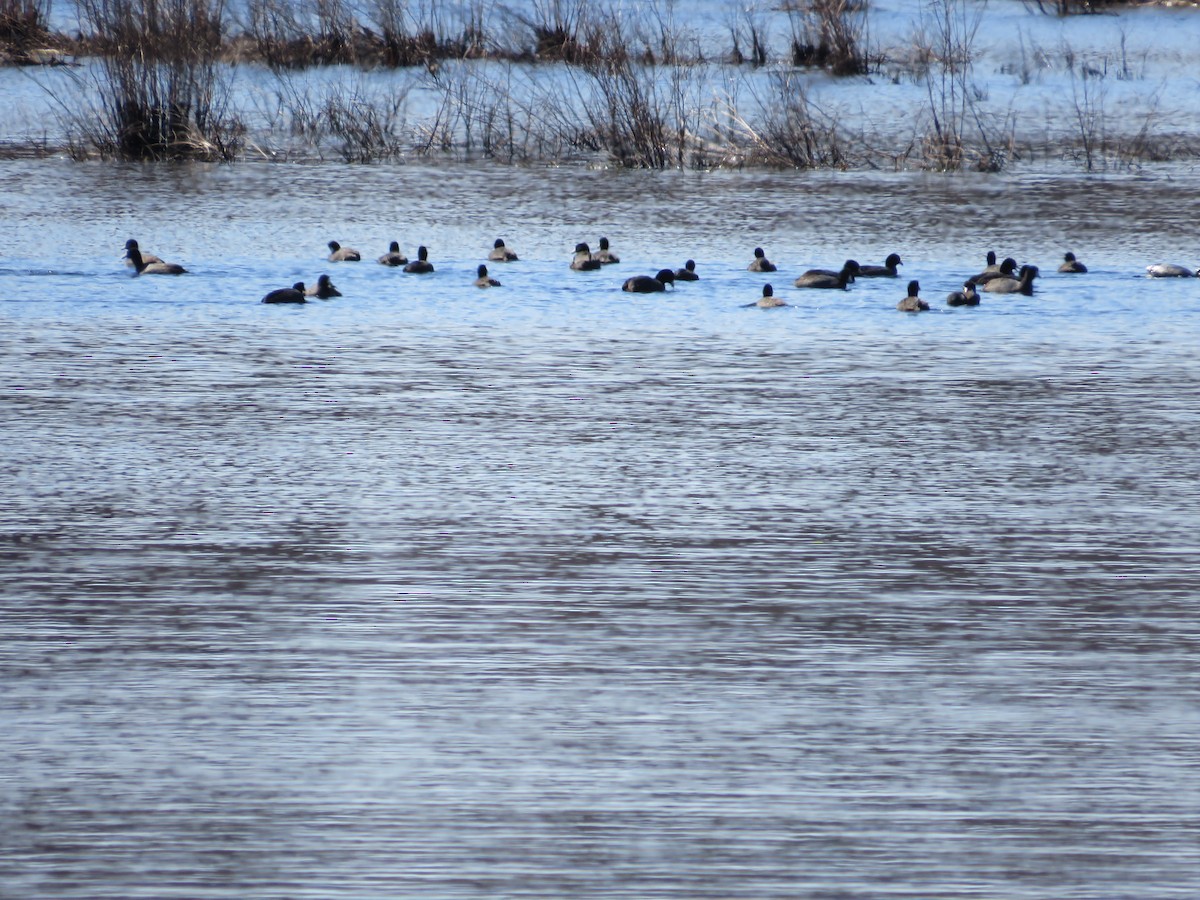 American Coot - ML616693377