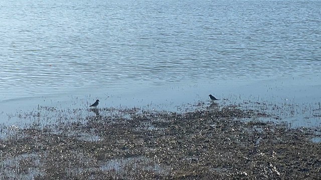 Double-banded Plover - ML616693398