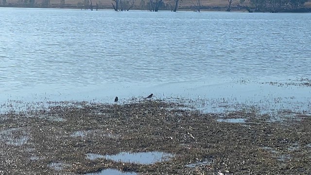 Double-banded Plover - ML616693399