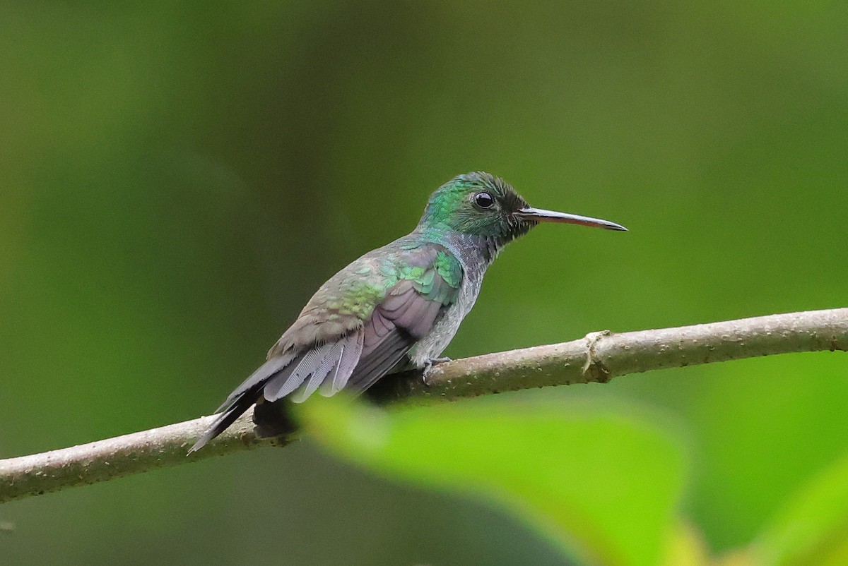 Blue-chested Hummingbird - ML616693415