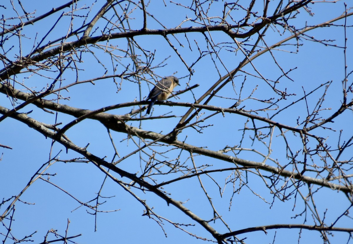 Eastern Bluebird - ML616693419