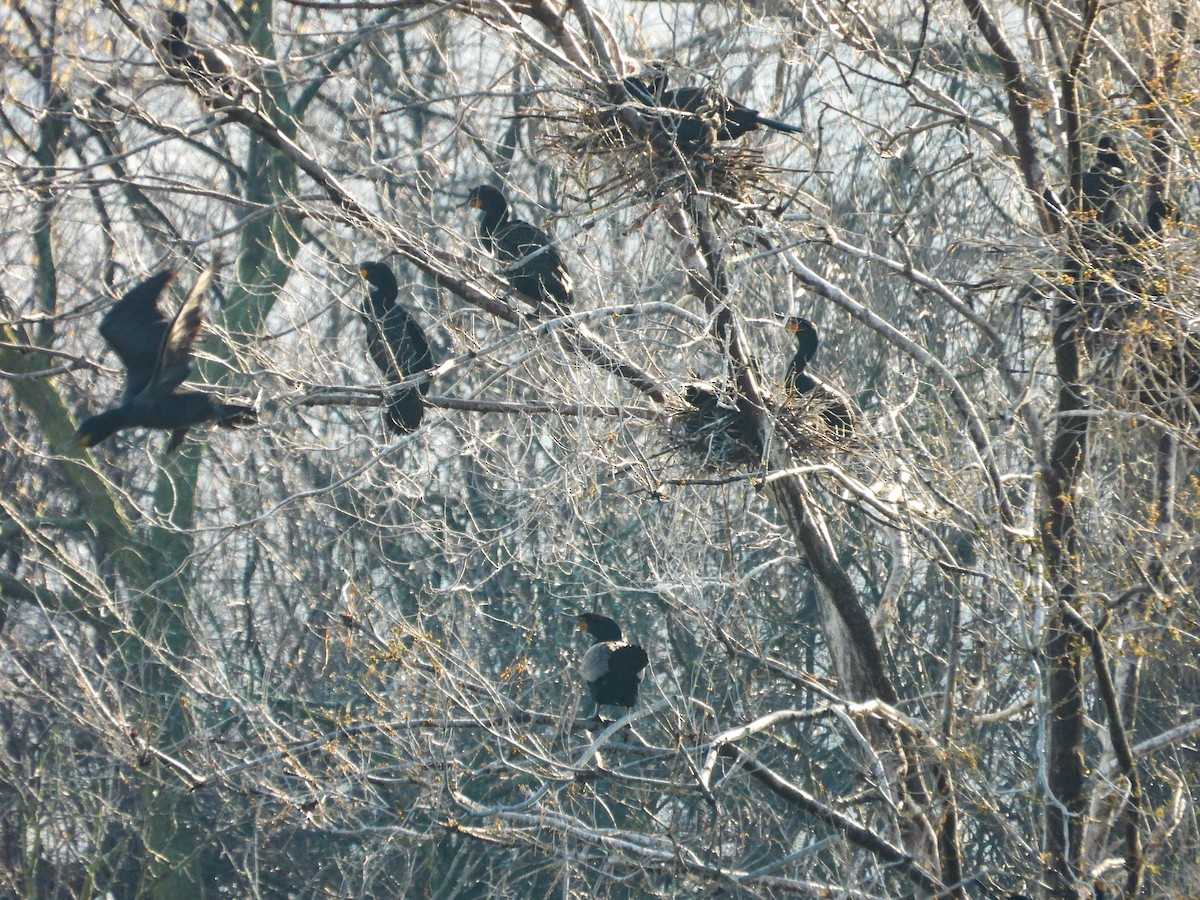 Double-crested Cormorant - ML616693425