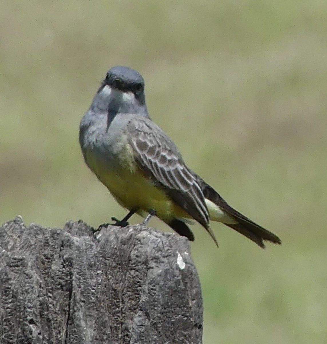 Cassin's Kingbird - Karen McKinley