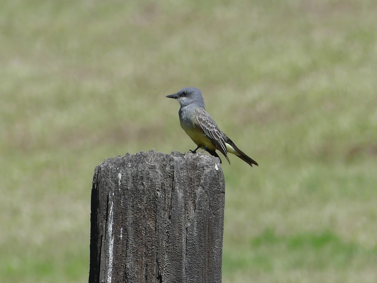 Cassin's Kingbird - Karen McKinley