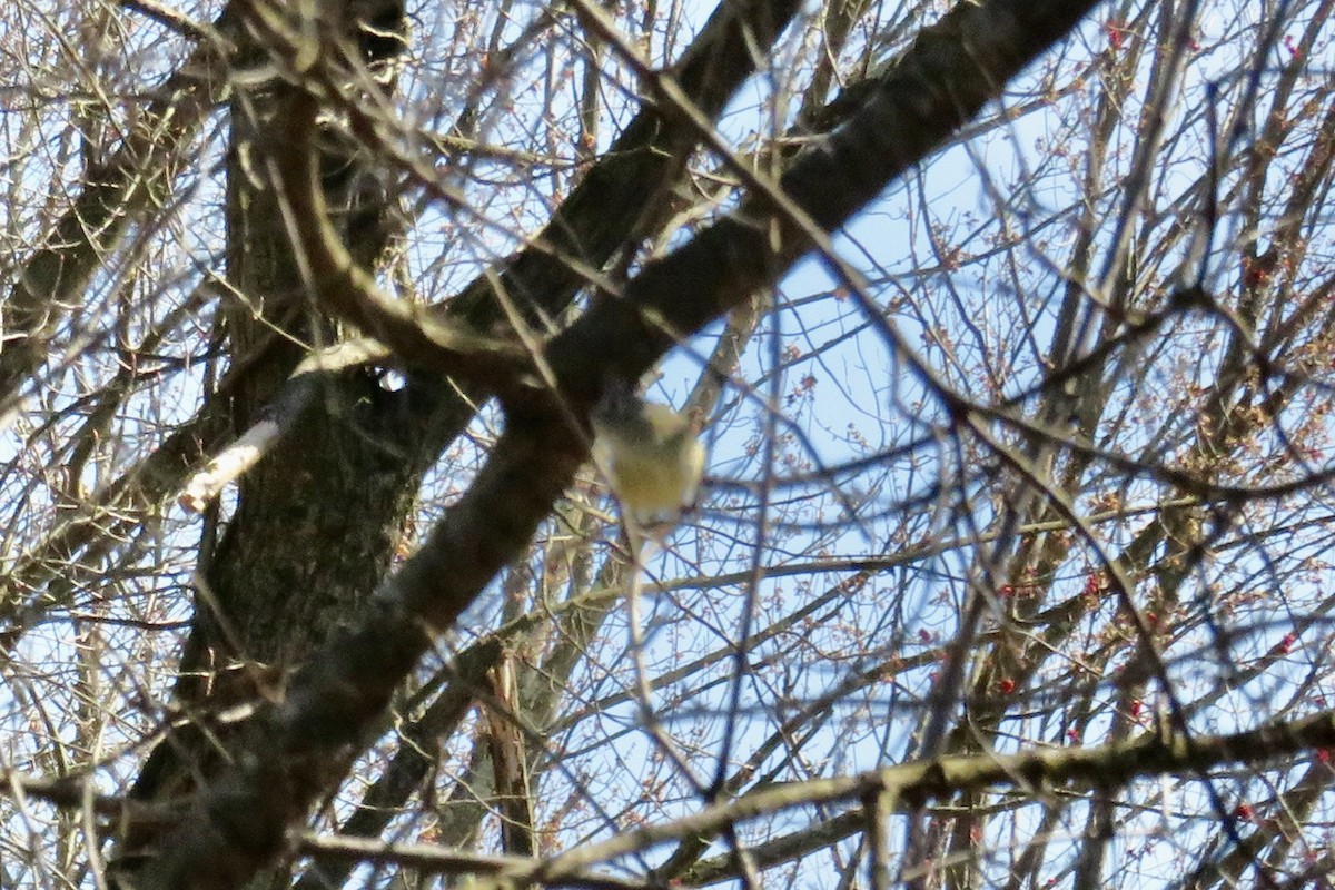 Ruby-crowned Kinglet - ML616693483