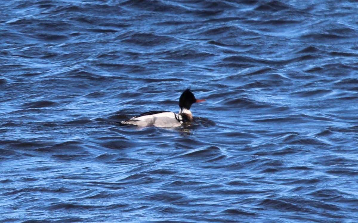 Red-breasted Merganser - ML616693489