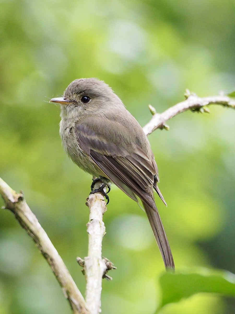 Jamaican Pewee - ML616693493