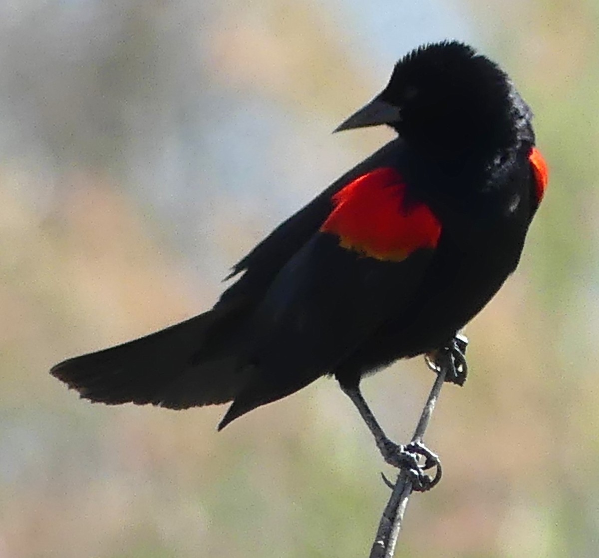 Red-winged Blackbird - Karen McKinley