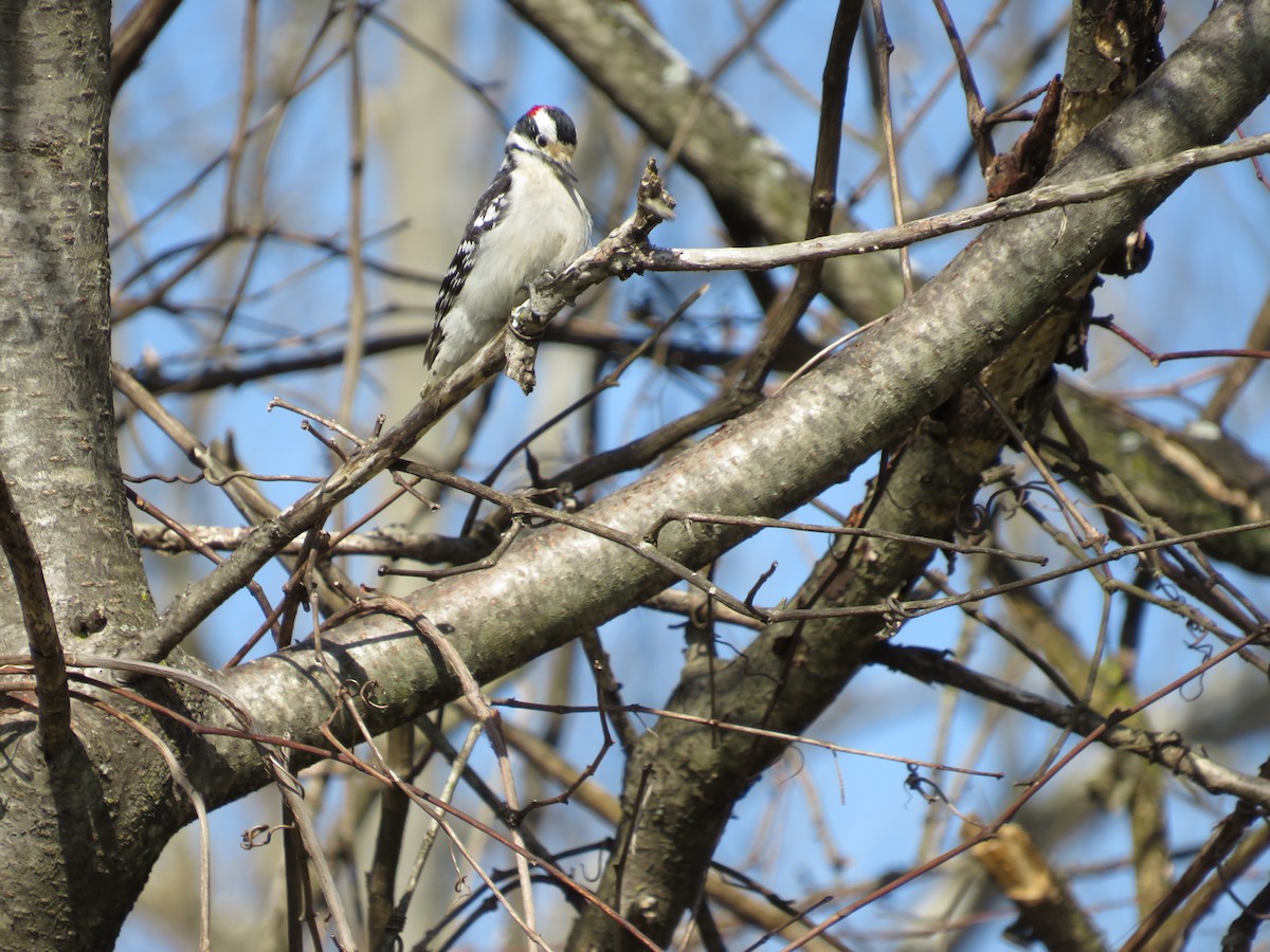 Downy Woodpecker - ML616693503