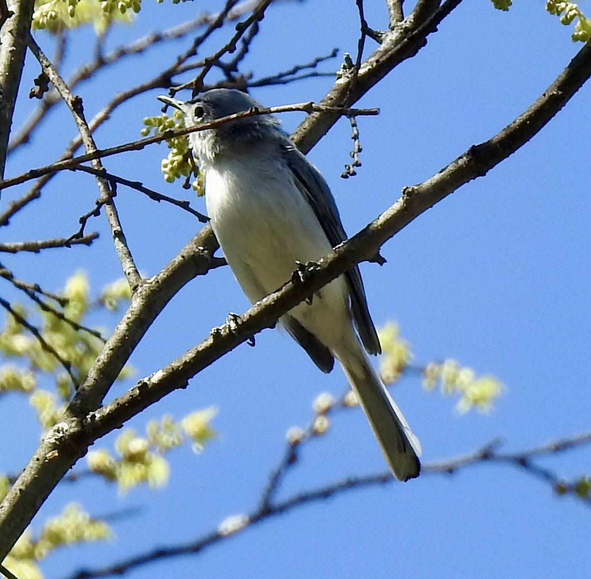 Blue-gray Gnatcatcher - ML616693519