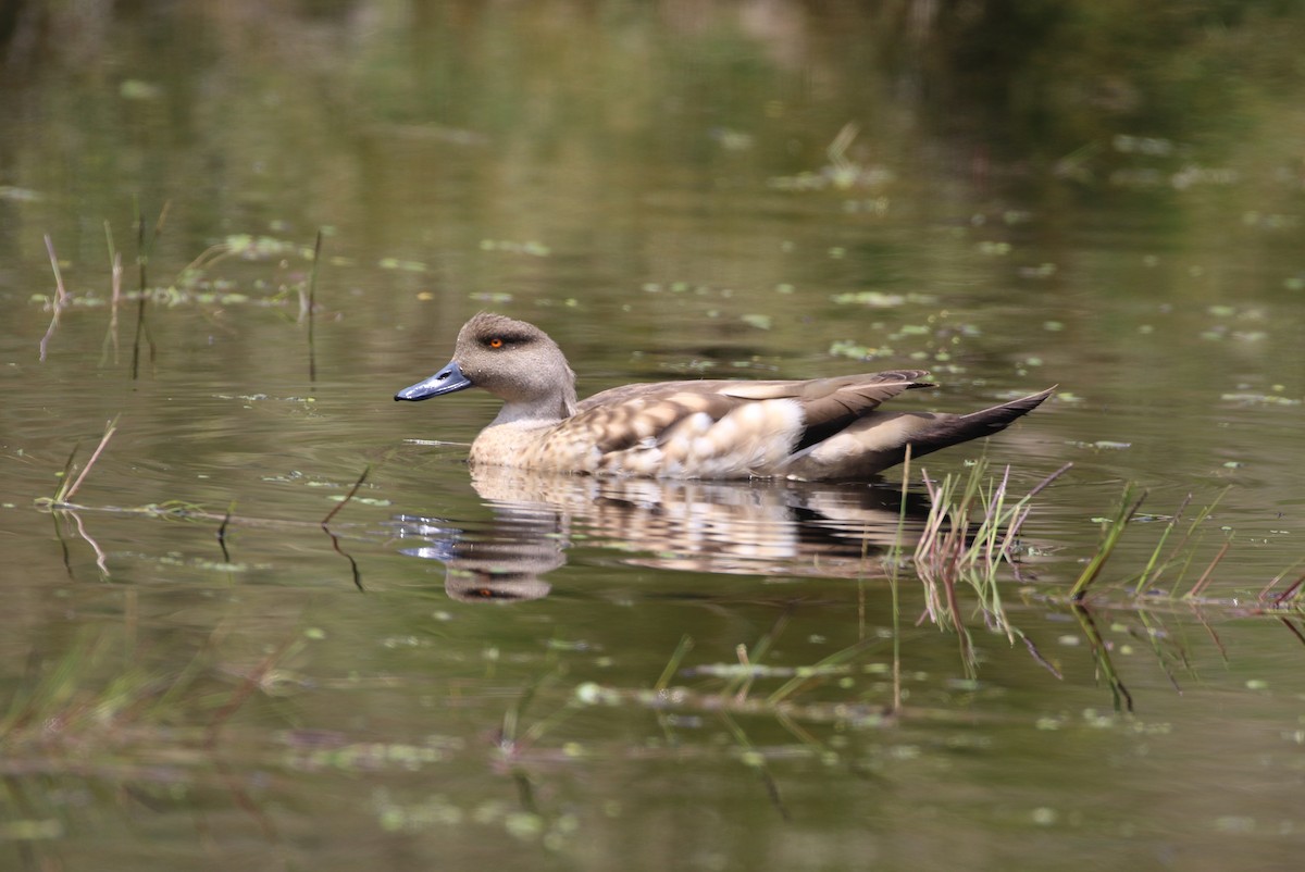 Crested Duck - ML616693524