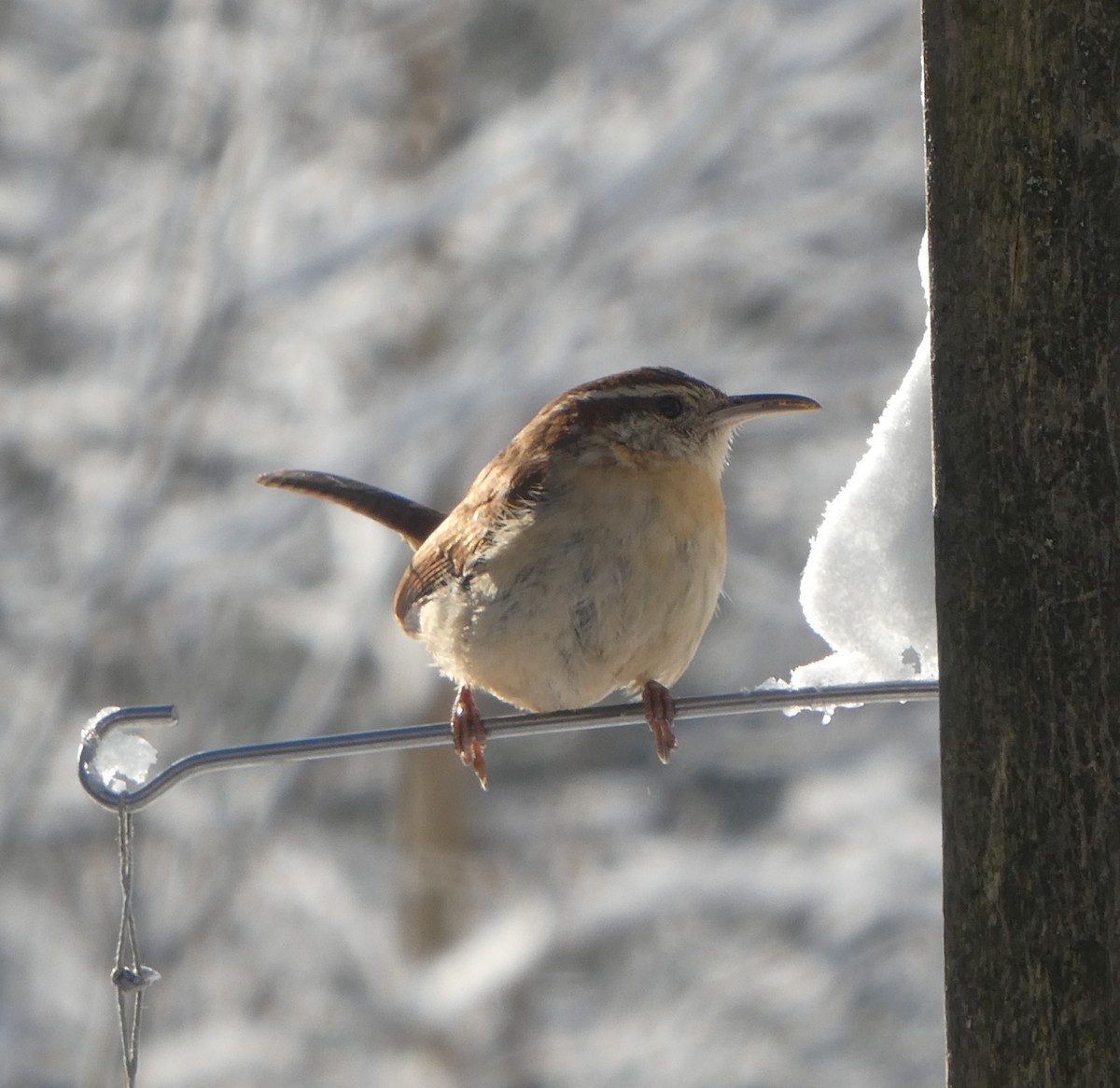 Carolina Wren - ML616693538