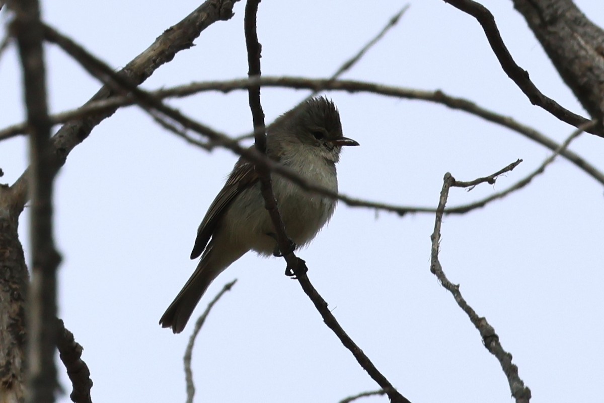 Northern Beardless-Tyrannulet - ML616693543