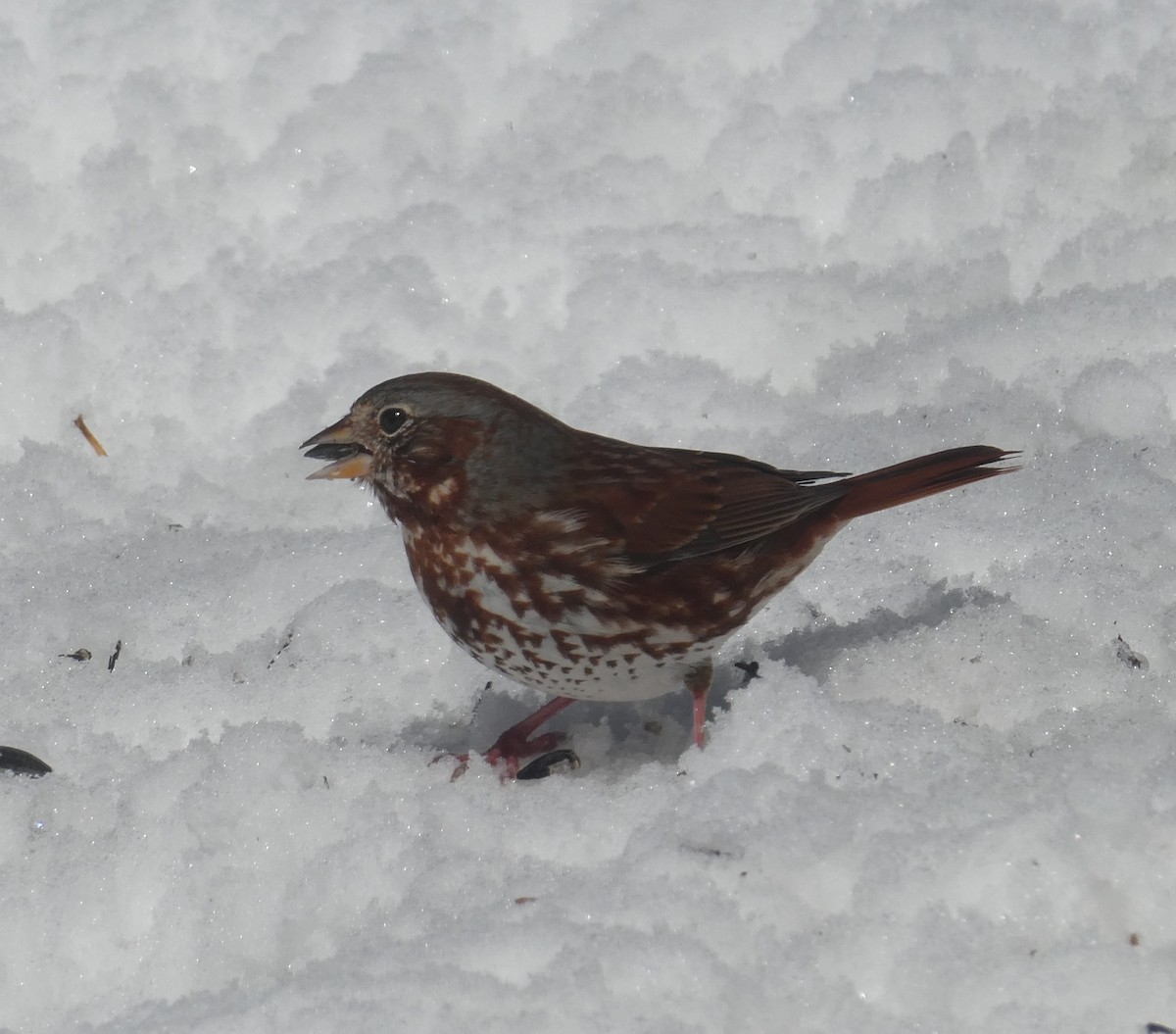 Fox Sparrow - ML616693563